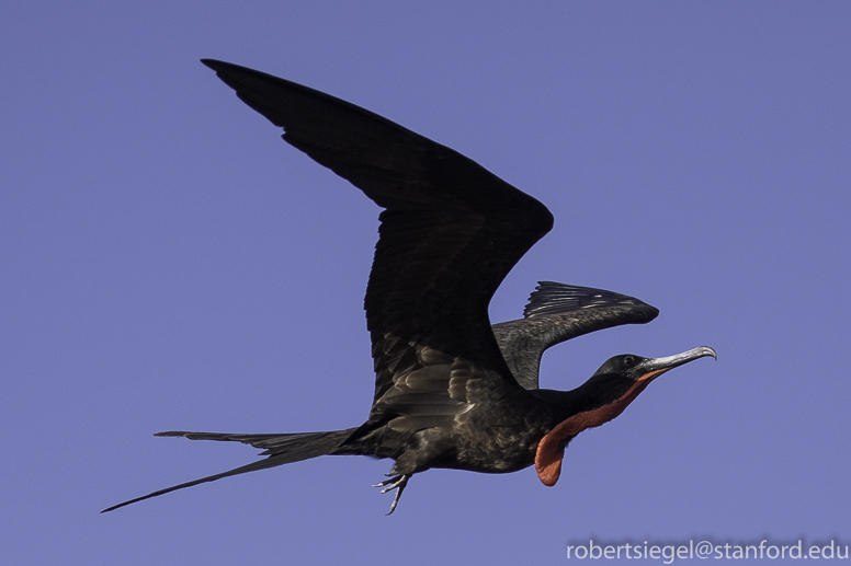 galapagos